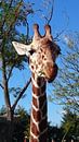Giraffe aan het eten van Leonie Vreeswijk-Feith thumbnail
