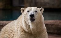 Een ijsbeer recht van voren van Angelo de Bruin thumbnail