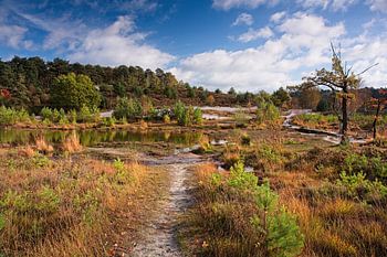Roode Beek @ Brunssummerheide