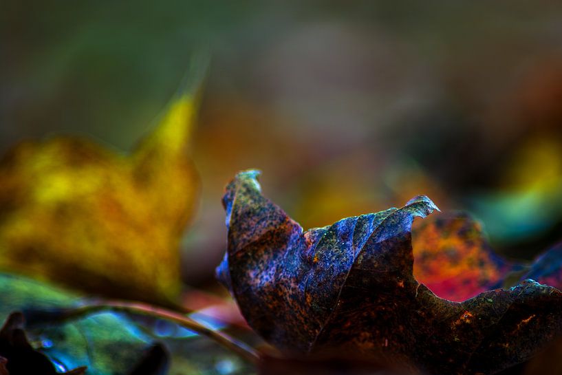 Autumn beauty by Photoart-Naegele