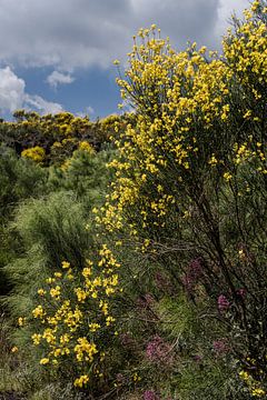 Nature life by Michelle van Merrienboer