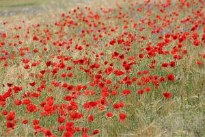 A lot Poppies by Yvonne Blokland