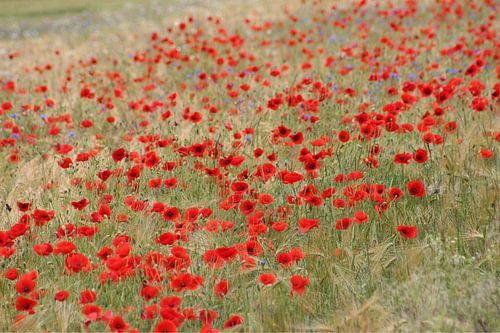 Beaucoup de coquelicots