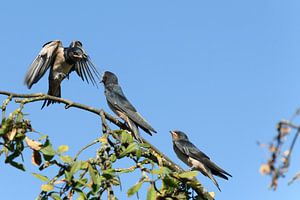 Swallow puts in the landing! by Gerry van Roosmalen