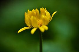 Spring Awakening by Foto Oger