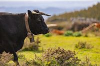 The Guardian of the North - Portugal in Spring