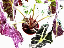 Kamerplant: Alocasia Zebrina | Olifantsoor 4