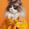 Coole Katze, schöne und lustige Maine Coon Katze von Studio Allee