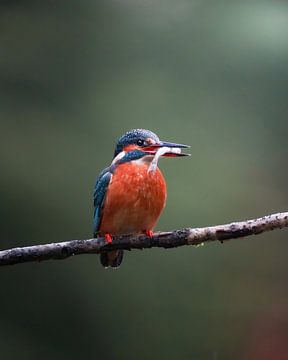 IJsvogel van Tom Zwerver