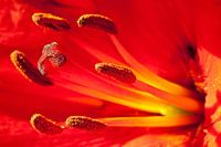 Red Lily