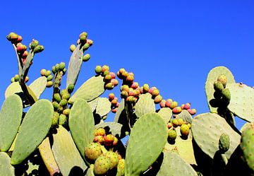 Kaktus in Italien in voller Blüte von Joost Brauer