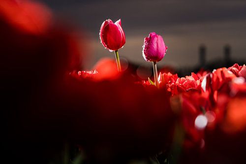 Eigenwijze tulpen in het Nederlandse bollenveld