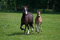 Galopperende paarden