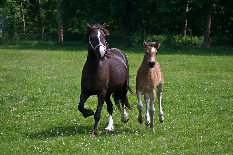 Galopperende paarden by foto-fantasie foto-fantasie