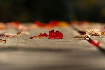 Herbst von Frank Kuschmierz