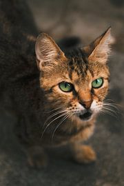 Magische kattenogen: Portret met groene ogen