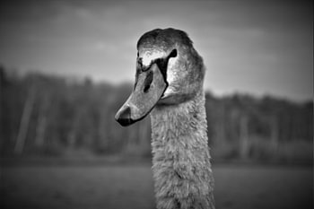 Swan