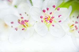 Blanc Bradford Pear Blossoms High-Key sur Iris Holzer Richardson