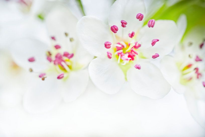 Witte Bradford Perenbloesems High-Key van Iris Holzer Richardson