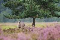 Heideschaap schuilt voor de regen