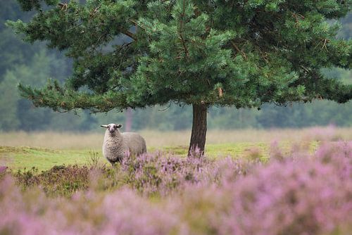 Moutons de bruyère s'abritant de la pluie