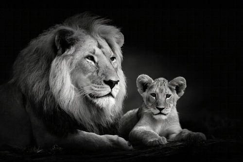 Lion father