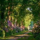 Rhododendron in einem Schlossgarten von Jenco van Zalk Miniaturansicht