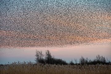 Spreeuwendans boven de Houtwiel. van Franke de Jong