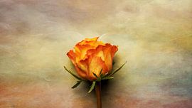 Still life rose by Diederik De Mezel