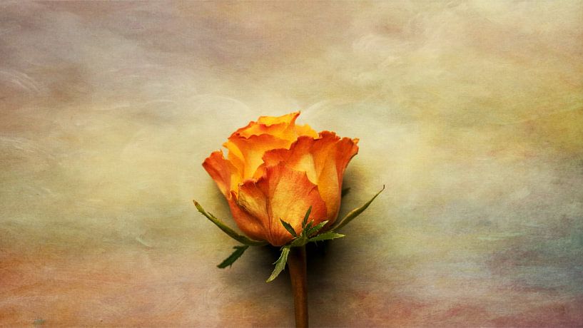 Stillleben Rose von Diederik De Mezel