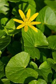 Scharbockskraut (Ficaria verna)