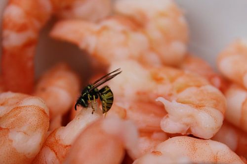 Wespen und Shrimps