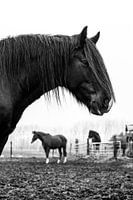 Schwarzes Tinkerpferd 3