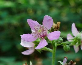 Rose blackberry