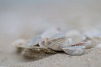 Schelpen op het strand