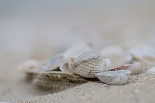 Schelpen op het strand