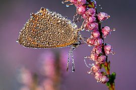 Kleiner Feuerfalter mit Tautropfen von Bastian Boogaard