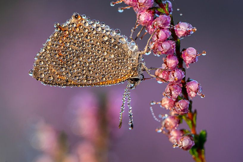 Small copper in a field of heather by Bastian Boogaard