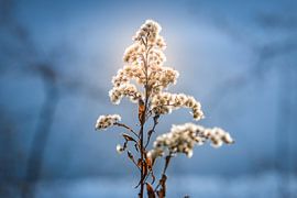 Meerplant van Florian Kampes