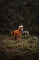 Wild Paard