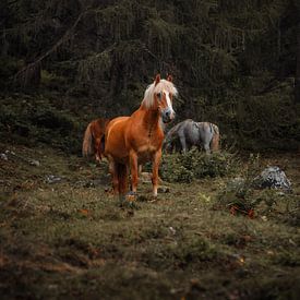 Wild Horse by Andreas Vanhoutte