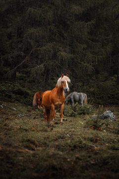Wild Paard van Andreas Vanhoutte
