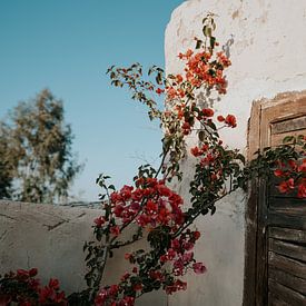 Lente bloemen in Terre des etoiles Marokko van sonja koning