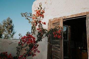 Frühlingsblumen in Terre des etoiles Marokko von sonja koning