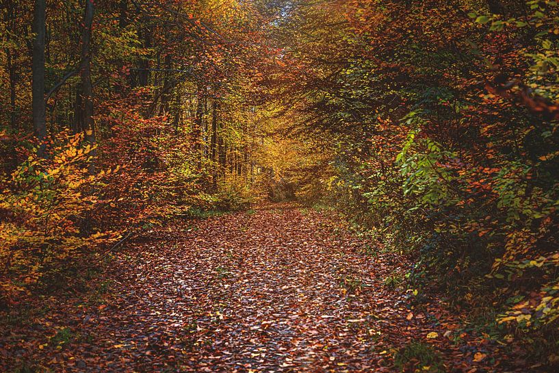 Forest van Thomas Heitz
