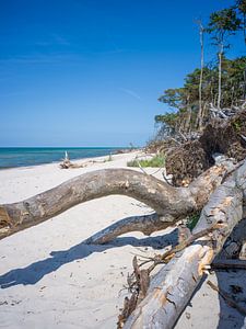 Fischland-Darß-Zingst (Ostsee) - Darßer Weststrand
