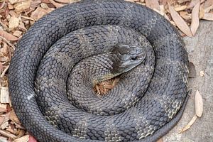 Die aufgerollte australische Tigerschlange