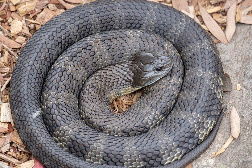 Le serpent tigre australien enroulé par Erwin Blekkenhorst