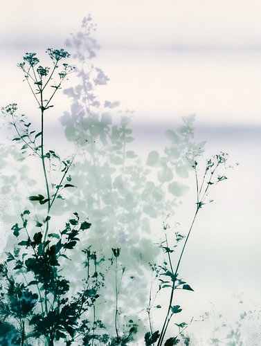 Wildblumen im sanften Morgenlicht