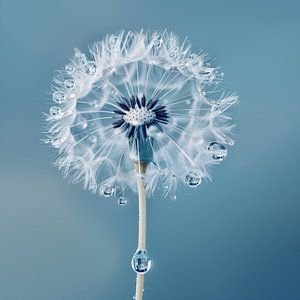 Dauwdruppels op een dandelion van Koffie Zwart